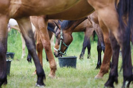 Reiten Attersee